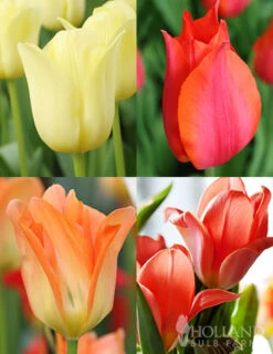 Menu Beginner Tulip Collection