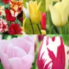 Menu Tulip Forcing Collection -Outlet Holland Bulb Farms Store 88417 tulip forcing collection