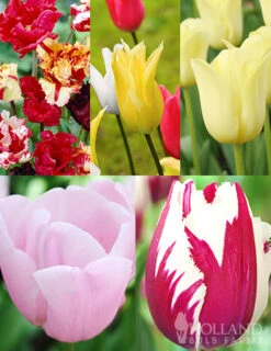 Menu Tulip Forcing Collection