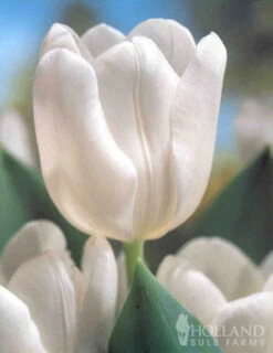 Menu Moonlight All White Garden Collection 23 Menu Moonlight All White Garden Collection -Outlet Holland Bulb Farms Store 89105 moonlight all white garden collection 6