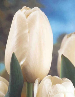 Menu Moonlight All White Garden Collection 24 Menu Moonlight All White Garden Collection -Outlet Holland Bulb Farms Store 89105 moonlight all white garden collection 7