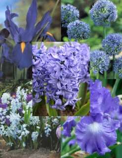 Menu Blue Blooms In Spring Collection