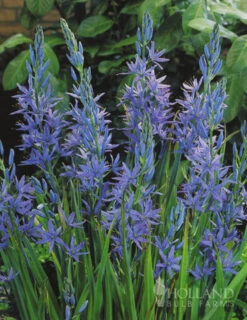 Menu Naturalizing Fall Bulb Collection -Outlet Holland Bulb Farms Store 89108 naturalizing fall bulb collection 5