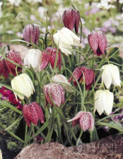 Menu Naturalizing Fall Bulb Collection -Outlet Holland Bulb Farms Store 89108 naturalizing fall bulb collection 6