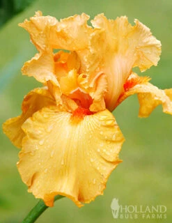 Menu Orange Ovation Collection -Outlet Holland Bulb Farms Store 89123 orange ovation collection 2