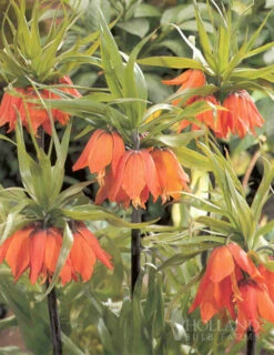 Menu Orange Ovation Collection -Outlet Holland Bulb Farms Store 89123 orange ovation collection 5