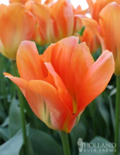 Menu Orange Ovation Collection -Outlet Holland Bulb Farms Store 89123 orange ovation collection 6