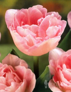 Menu Tickled Pink Collection -Outlet Holland Bulb Farms Store 89124 tickled pink collection 3