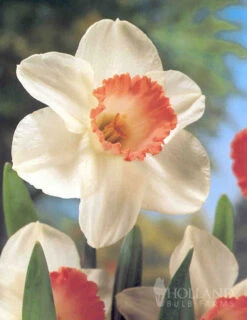 Menu Tickled Pink Collection -Outlet Holland Bulb Farms Store 89124 tickled pink collection 6