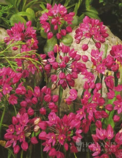 Menu Tickled Pink Collection -Outlet Holland Bulb Farms Store 89124 tickled pink collection 7