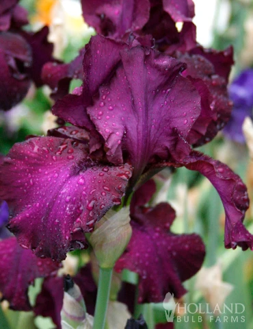 Menu Purple Pizzazz Collection 4 Menu Purple Pizzazz Collection - Image 2