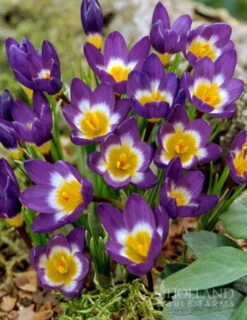 Menu Purple Pizzazz Collection 24 Menu Purple Pizzazz Collection -Outlet Holland Bulb Farms Store 89126 purple pizzazz collection 7