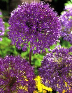 Menu Purple Pizzazz Collection 25 Menu Purple Pizzazz Collection -Outlet Holland Bulb Farms Store 89126 purple pizzazz collection 8