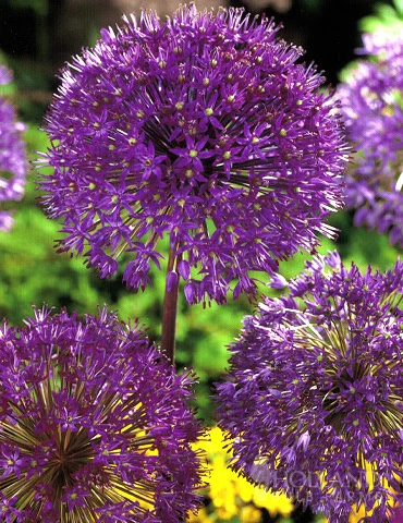 Menu Purple Pizzazz Collection 10 Menu Purple Pizzazz Collection - Image 8