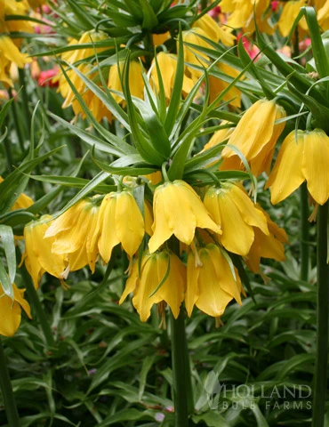 Menu Bright And Sunny Yellow Collection 12 Menu Bright And Sunny Yellow Collection - Image 10