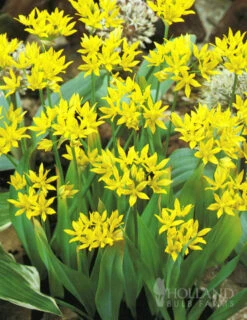 Menu Bright And Sunny Yellow Collection 29 Menu Bright And Sunny Yellow Collection -Outlet Holland Bulb Farms Store 89127 bright and sunny yellow collection 12