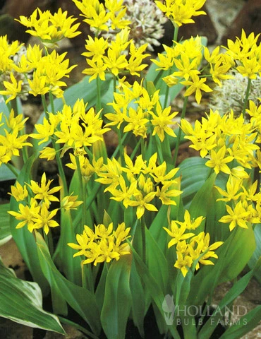 Menu Bright And Sunny Yellow Collection 14 Menu Bright And Sunny Yellow Collection - Image 12