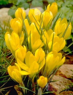 Menu Bright And Sunny Yellow Collection 26 Menu Bright And Sunny Yellow Collection -Outlet Holland Bulb Farms Store 89127 bright and sunny yellow collection 9