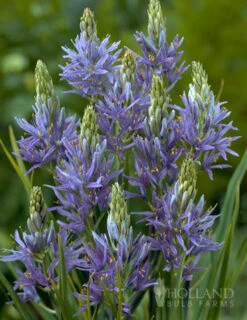 Menu River Of Blue Garden Collection -Outlet Holland Bulb Farms Store 89128 river of blue garden collection 3