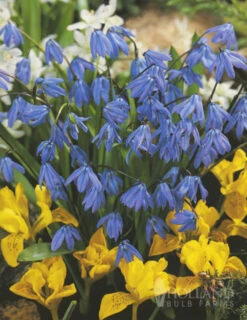 Menu River Of Blue Garden Collection -Outlet Holland Bulb Farms Store 89128 river of blue garden collection 5