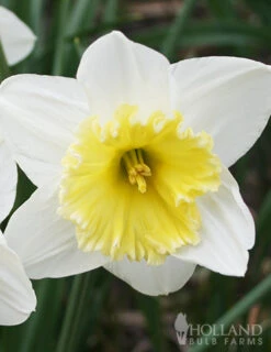 Menu Small Space Red, White And Blue Kit -Outlet Holland Bulb Farms Store 89132 small space red white and blue kit 3