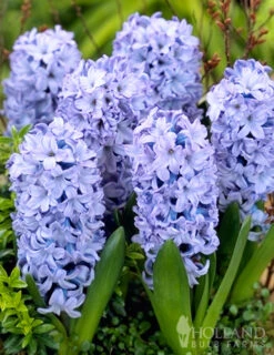 Menu Small Space Red, White And Blue Kit -Outlet Holland Bulb Farms Store 89132 small space red white and blue kit 4