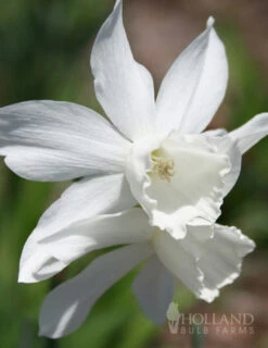 Menu Fragrant Mix Collection -Outlet Holland Bulb Farms Store 89134 fragrant mix collection 4