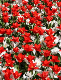 Menu Sweetheart Duo Collection