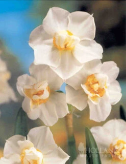 Menu Cheeriest Duo Collection -Outlet Holland Bulb Farms Store 89143 cheeriest duo collection 3