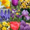 Menu Non-Stop Spring-Blooming Bulb Collection -Outlet Holland Bulb Farms Store 89153 2
