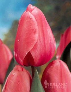 Menu Non-Stop Spring-Blooming Bulb Collection 20 Menu Non-Stop Spring-Blooming Bulb Collection -Outlet Holland Bulb Farms Store 89153 non stop spring blooming bulb collection