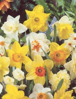 Menu Non-Stop Spring-Blooming Bulb Collection 22 Menu Non-Stop Spring-Blooming Bulb Collection -Outlet Holland Bulb Farms Store 89153 non stop spring blooming bulb collection 3