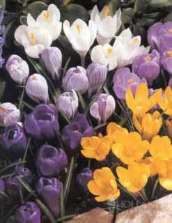 Menu Non-Stop Spring-Blooming Bulb Collection 23 Menu Non-Stop Spring-Blooming Bulb Collection -Outlet Holland Bulb Farms Store 89153 non stop spring blooming bulb collection 4