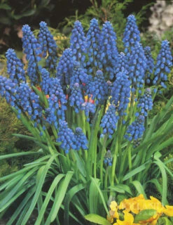 Menu Non-Stop Spring-Blooming Bulb Collection 24 Menu Non-Stop Spring-Blooming Bulb Collection -Outlet Holland Bulb Farms Store 89153 non stop spring blooming bulb collection 5