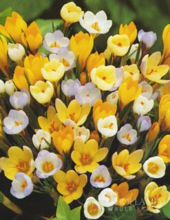 Menu Non-Stop Spring-Blooming Bulb Collection 25 Menu Non-Stop Spring-Blooming Bulb Collection -Outlet Holland Bulb Farms Store 89153 non stop spring blooming bulb collection 6