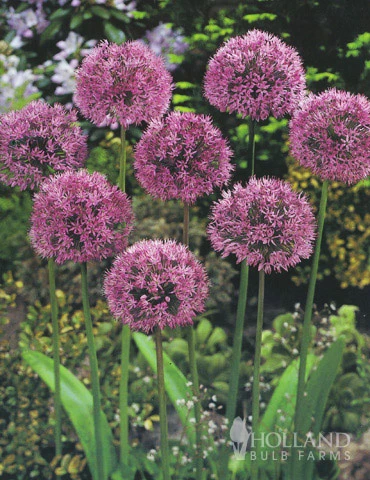 Menu Non-Stop Spring-Blooming Bulb Collection 11 Menu Non-Stop Spring-Blooming Bulb Collection - Image 9