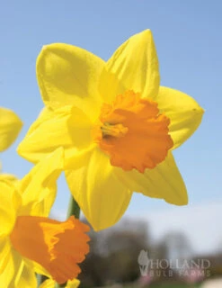 Menu Non-Stop Spring-Blooming Bulb Collection 27 Menu Non-Stop Spring-Blooming Bulb Collection -Outlet Holland Bulb Farms Store 89153 non stop spring blooming bulb collection 8