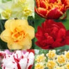 Menu Double Daffodil And Tulip Collection -Outlet Holland Bulb Farms Store 89210 double daffodil and tulip collection