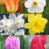 Menu All Spring Blooming Daffodil & Tulip Collection