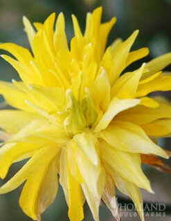 Menu Essential Spring Rock Garden -Outlet Holland Bulb Farms Store 89216 essential spring rock garden 3