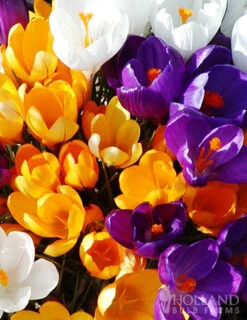 Menu Essential Spring Rock Garden -Outlet Holland Bulb Farms Store 89216 giant mixed crocus