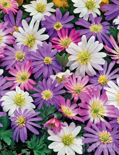 Menu Essential Spring Rock Garden -Outlet Holland Bulb Farms Store 89216 grecian windflower