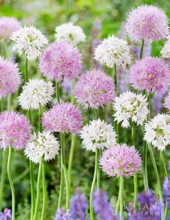 Menu Beginner Allium Collection -Outlet Holland Bulb Farms Store 89225 fluffy dreams blend