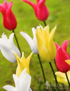 Menu Tulip Forcing Collection -Outlet Holland Bulb Farms Store 89245 elegant mix tulips