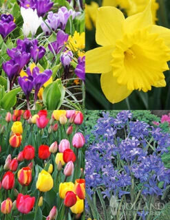 Menu Spring Beauty Garden