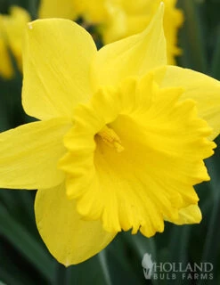 Menu Spring Beauty Garden -Outlet Holland Bulb Farms Store 89246 spring beauty garden 4