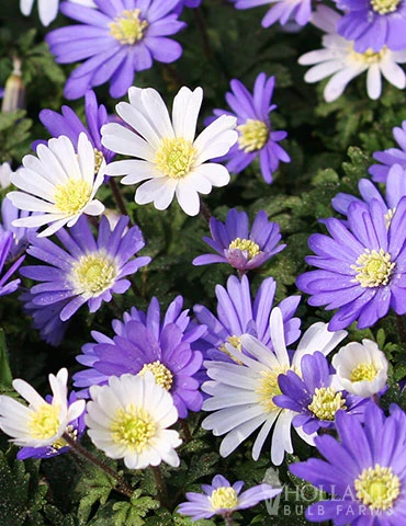 Menu Rock Garden Delight 7 Menu Rock Garden Delight - Image 5