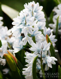 Menu Rock Garden Delight 10 Menu Rock Garden Delight -Outlet Holland Bulb Farms Store 89247 rock garden delight 3