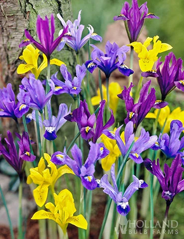 Menu Rock Garden Delight 5 Menu Rock Garden Delight - Image 3