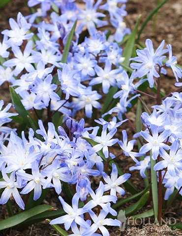 Menu Rock Garden Delight 4 Menu Rock Garden Delight - Image 2